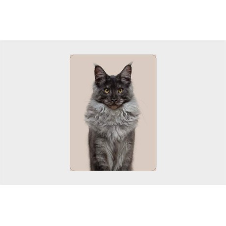 Do You Look Like Your Cat Card Memory Game